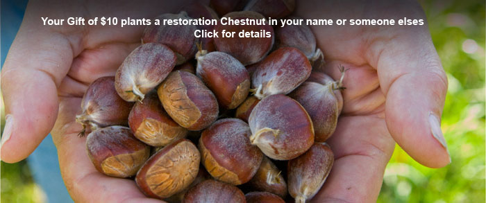 American Chestnut Foundation